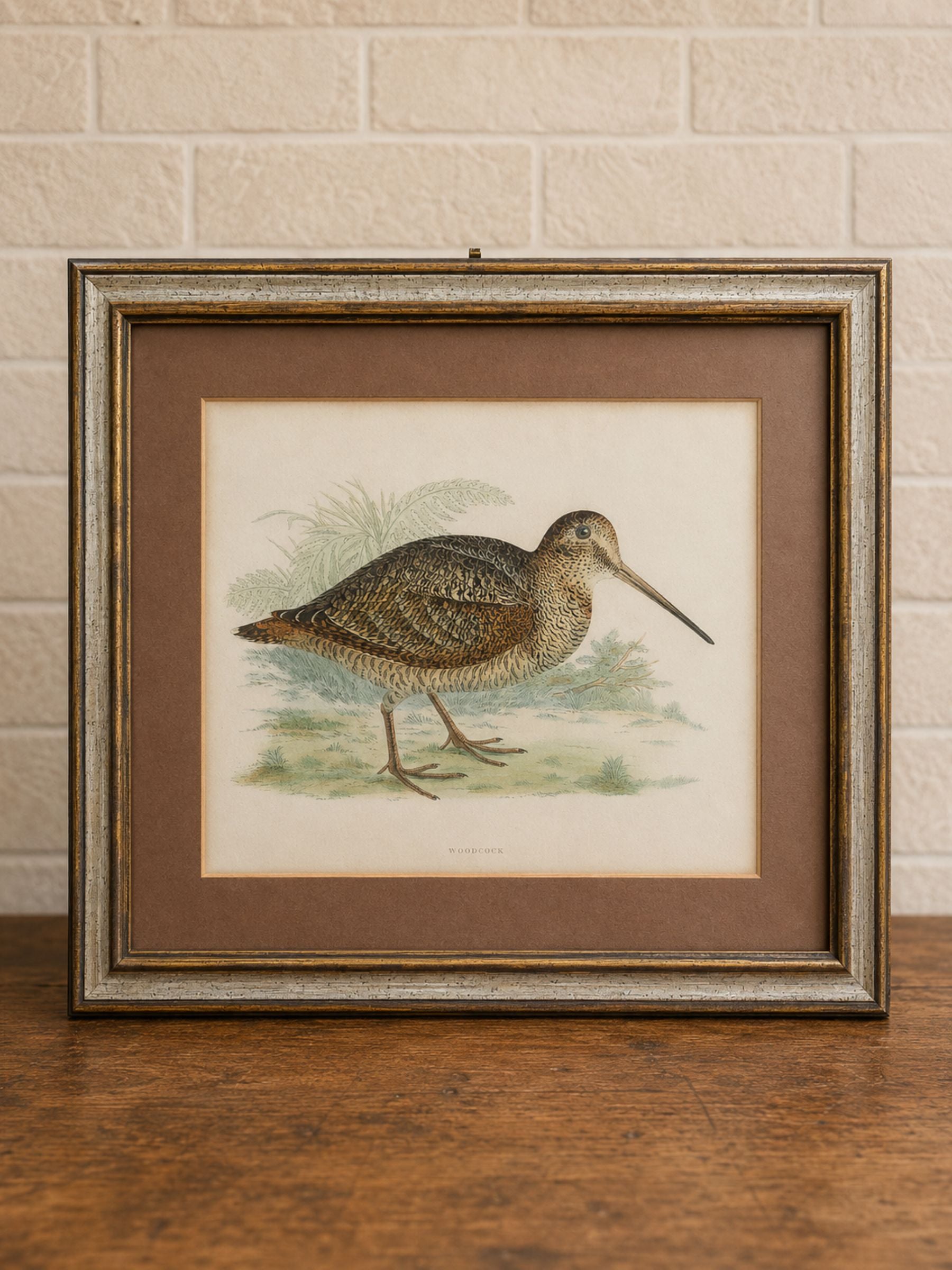 19th Century Hand-Colored Woodcock Print by Beverley R. Morris