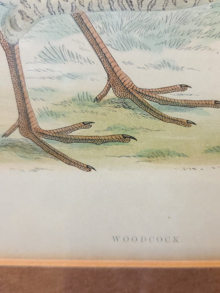 19th Century Hand-Colored Woodcock Print by Beverley R. Morris