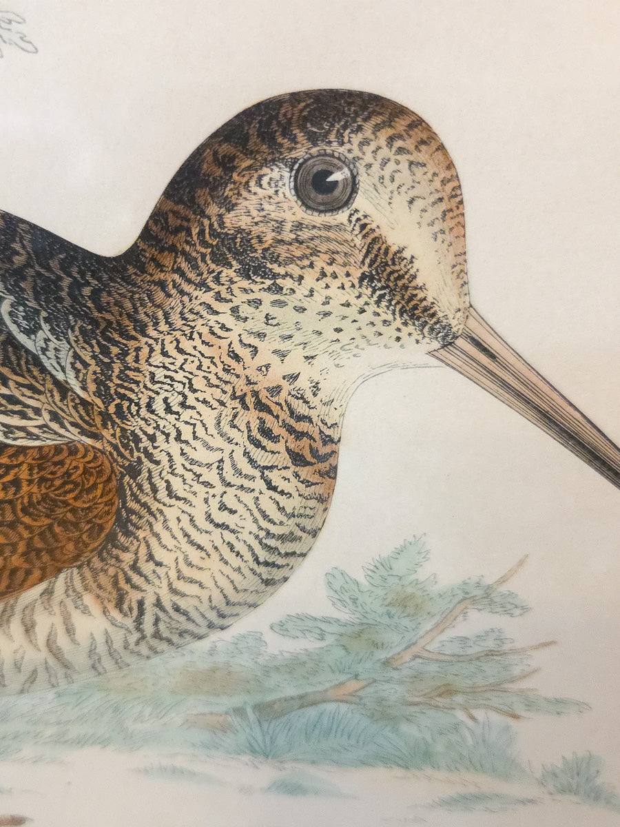 19th Century Hand-Colored Woodcock Print by Beverley R. Morris