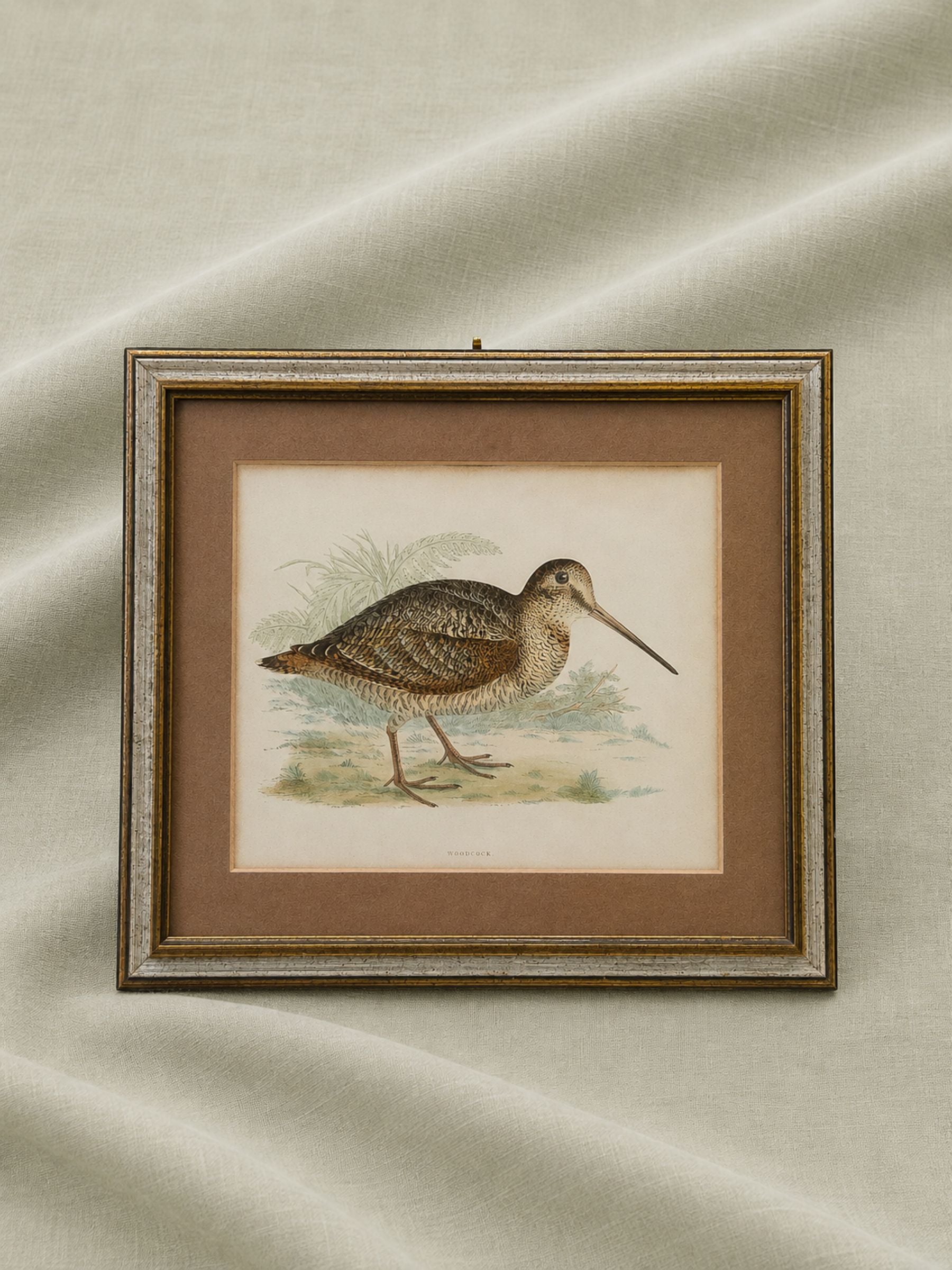 19th Century Hand-Colored Woodcock Print by Beverley R. Morris