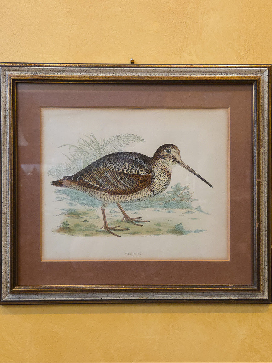 19th Century Hand-Colored Woodcock Print by Beverley R. Morris